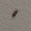 Identifying a Tiny Bug Found in the Bathroom