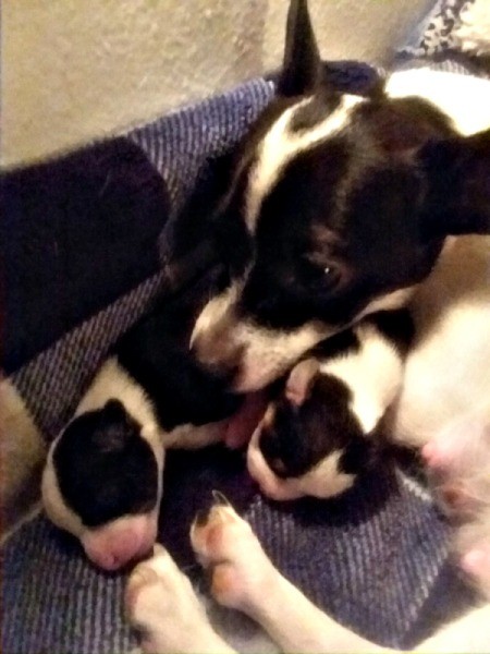 Is My Chihuahua Full Blooded?