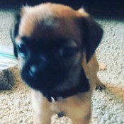 What Breed Is My Dog?