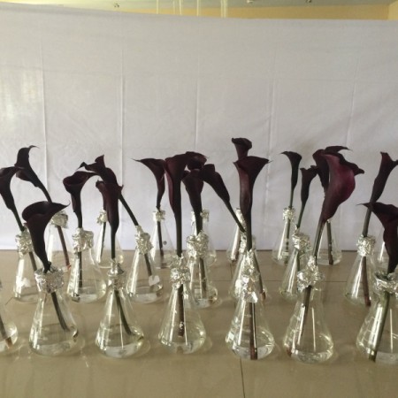 Identifying the Variety of a Calla Lily