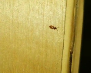 Identifying a Bug Found in the Shower - small brown bug