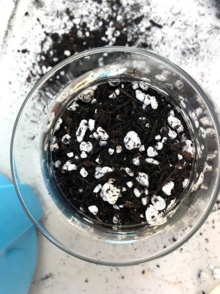 Kid Friendly Succulent Terrarium - add soil