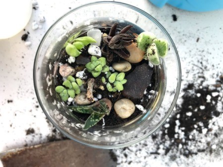 Kid Friendly Succulent Terrarium - planting