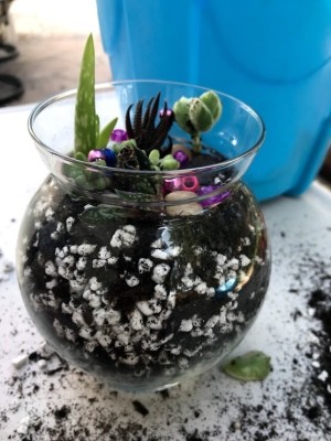 Kid Friendly Succulent Terrarium - glass terrarium with beads added