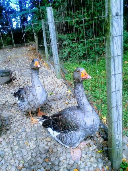 Buckley Homestead Geese - gray geese in a pen