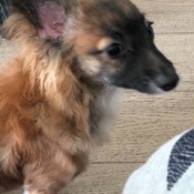 Is My Dog a Pure Bred Chihuahua? closeup of the dog's head and shoulders