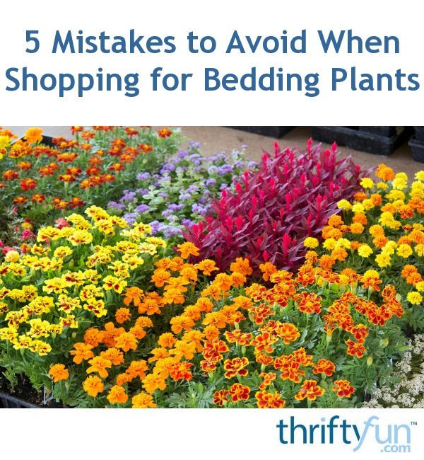 5 Mistakes to Avoid When Shopping for Bedding Plants ThriftyFun