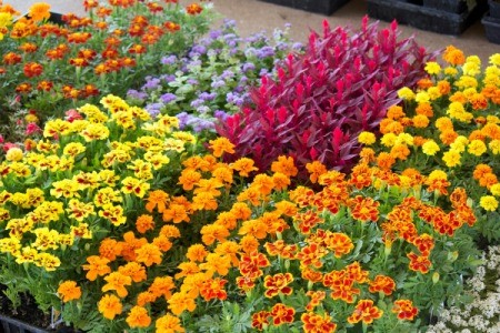 Flowering plants at a nursery.