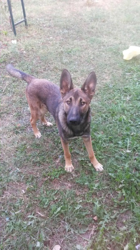 A dog standing in grass.