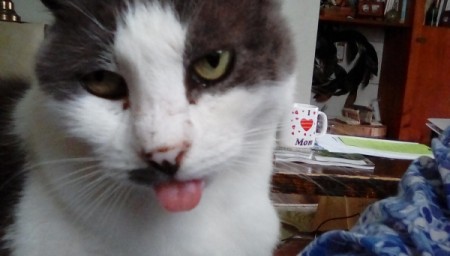 Goofy Lil Annie (Domestic Shorthair) - Annie with her tongue sticking out