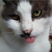 Goofy Lil Annie (Domestic Shorthair) - Annie with her tongue sticking out
