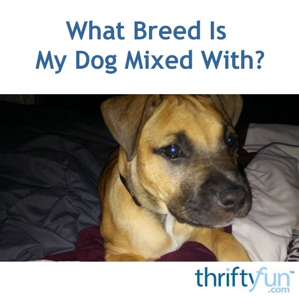 What Breed Is My Dog Mixed With? ThriftyFun