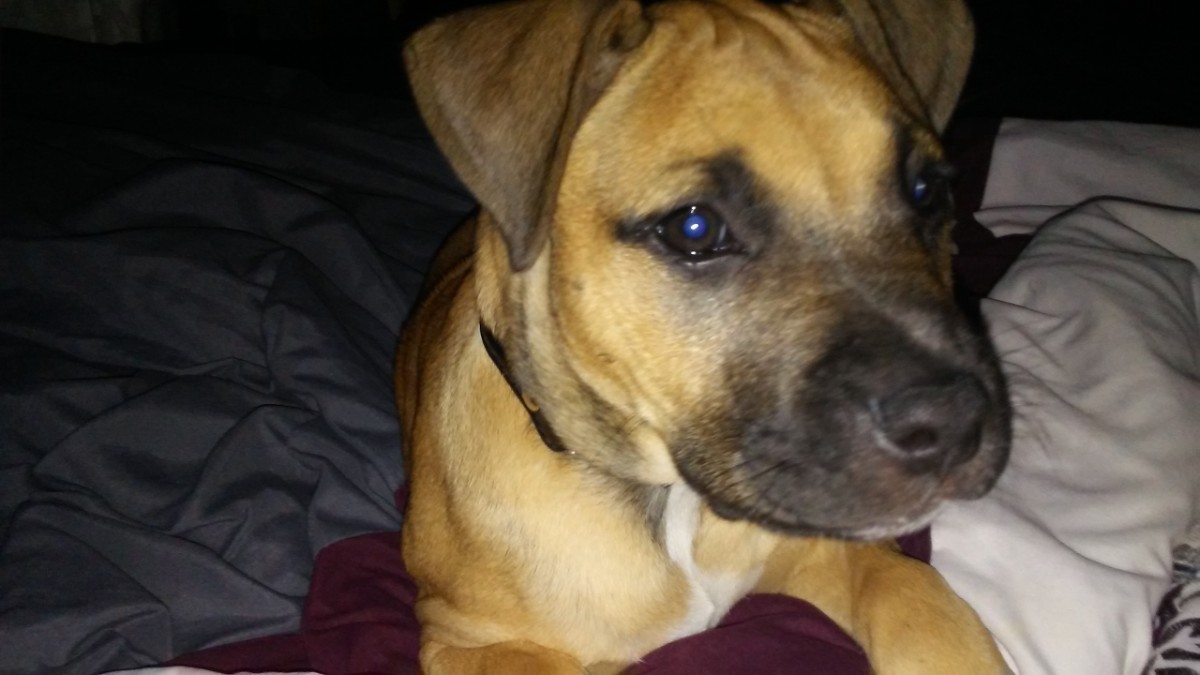 how to figure out what my dog is mixed with
