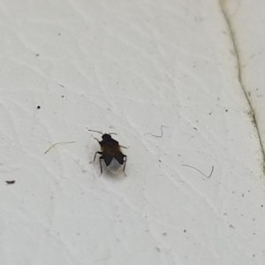 Identifying a Bug - dark colored bug