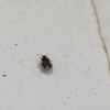 Identifying a Bug - dark colored bug