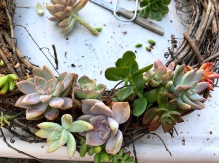 Succulent Wreath - filling in the spaces