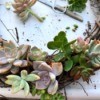 Succulent Wreath - filling in the spaces