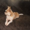 GUS Gusto Tuesday Ragamuffin (Terrier Mix) - tan and white terrier mix on bed