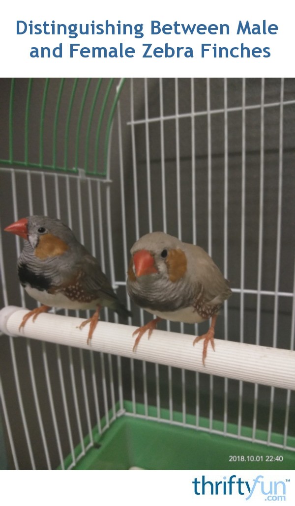 Distinguishing Between Male And Female Zebra Finches Thriftyfun 0956