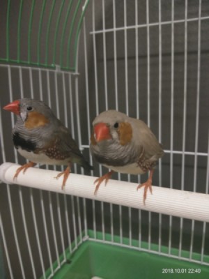 Distinguishing Between Male and Female Zebra Finches - birds on a perch in their cage