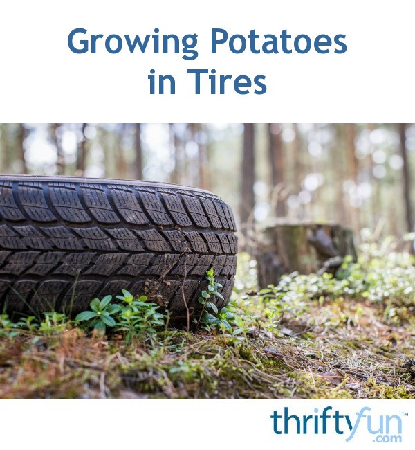 Growing Potatoes in Tires ThriftyFun