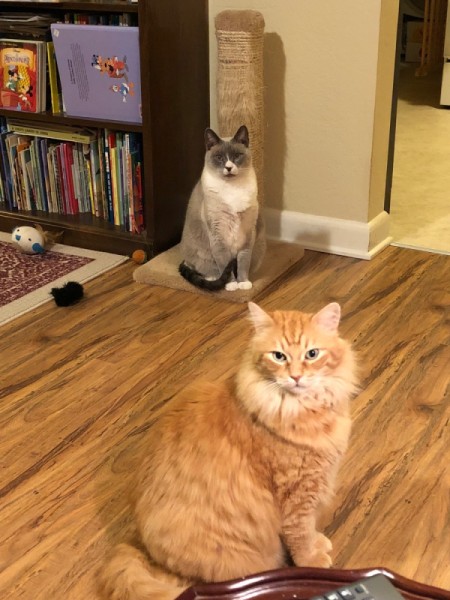 Karma and Numi at Snackle Time - cats waiting for a treat