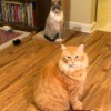 Karma and Numi at Snackle Time - cats waiting for a treat