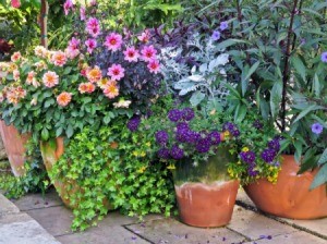 Container gardens with flowers.