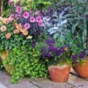 Container gardens with flowers.
