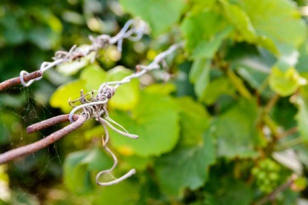 Close-up view of the iron wire supporting the vine plant.