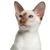 Flame Point Siamese cat.