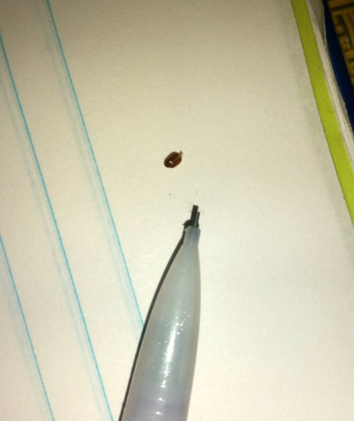 What Are These Tiny Bugs In My Bedroom at Jamie Nunez blog