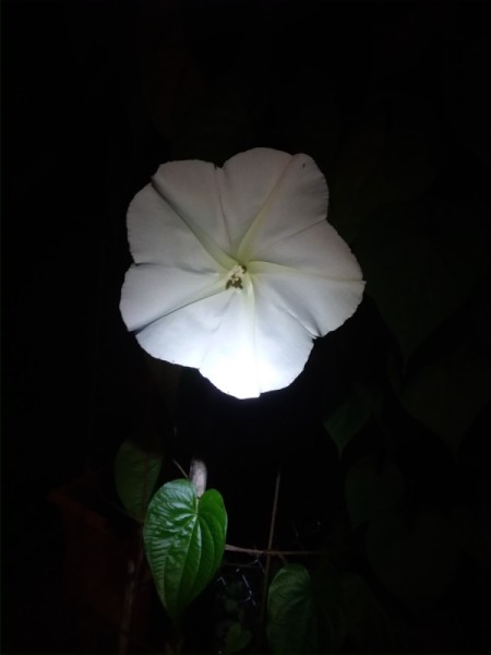 A moonflower blossom at night.