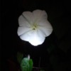 A moonflower blossom at night.