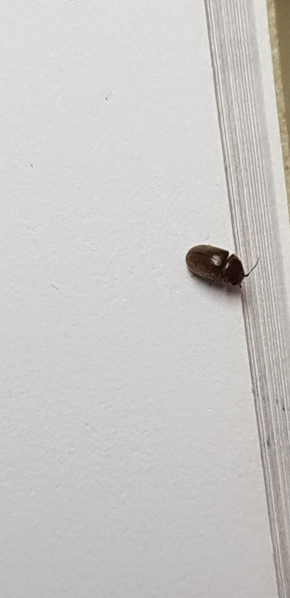 tiny beetles in house