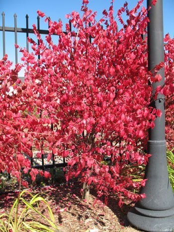 A tree with vivid red leaves in fall.