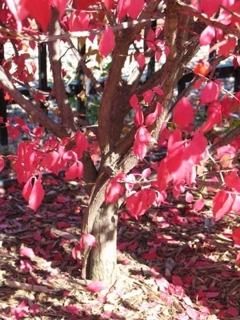 A tree with vivid red leaves in fall.