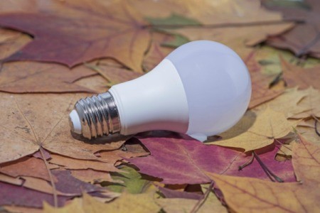 An LED lightbulb on a bed of leaves.