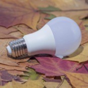 An LED lightbulb on a bed of leaves.