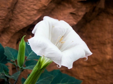 Moonflower or Datura flower.