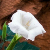 Moonflower or Datura flower.