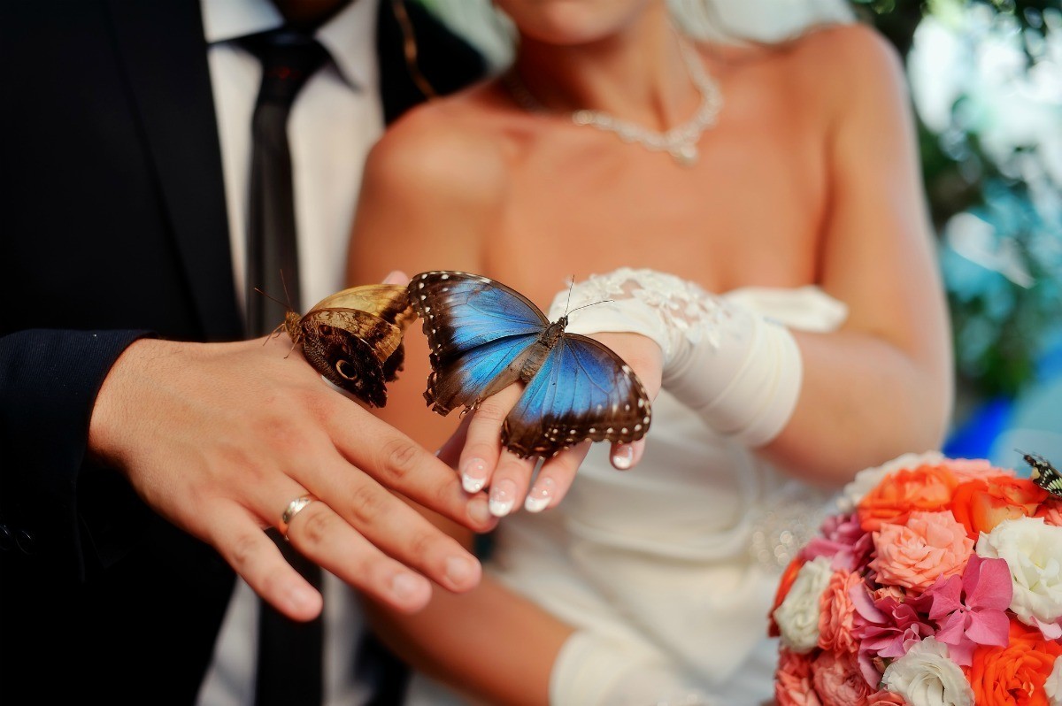 Where Can I Get Butterflies To Release At My Wedding