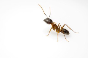 Closeup of an ant.