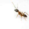 Closeup of an ant.