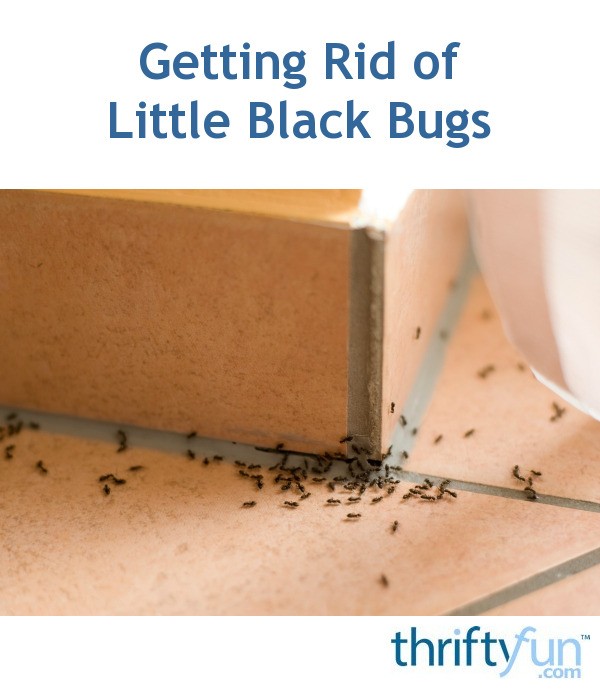 Getting Rid of Little Black Bugs? | ThriftyFun