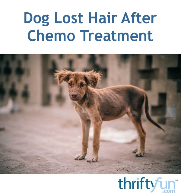 Dog Lost Hair After Chemo Treatment? ThriftyFun