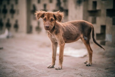 Dog Lost Hair After Chemo Treatment Thriftyfun