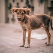 Sick looking puppy on the sidewalk.