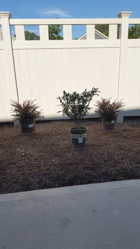 Growing a Dwarf Burning Bush - bush in a pot