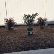Growing a Dwarf Burning Bush - bush in a pot